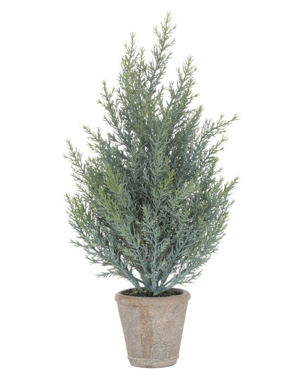 Squat Fir Tree In Stone Pot