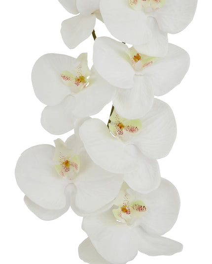 Tall White Butterfly Orchid Stem