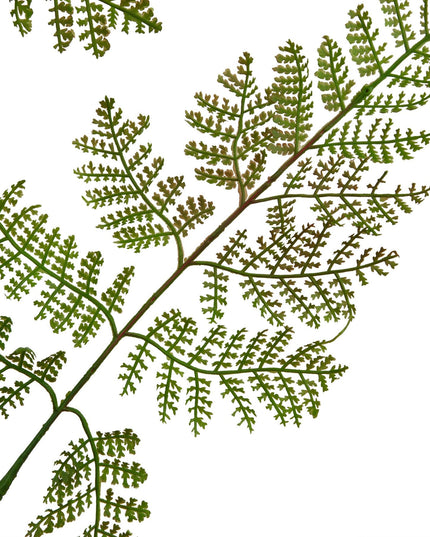 The Natural Garden Collection Large Bracken Fern Spray