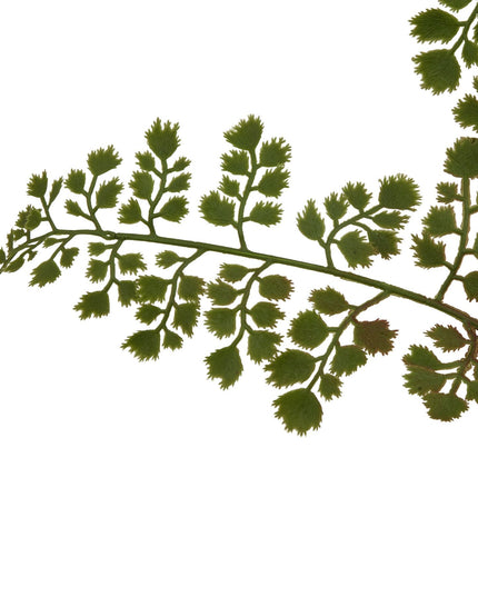The Natural Garden Collection Maidenhair Fern Stem