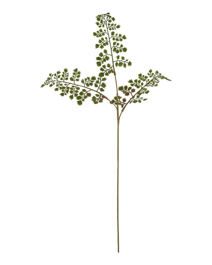 The Natural Garden Collection Maidenhair Fern Stem
