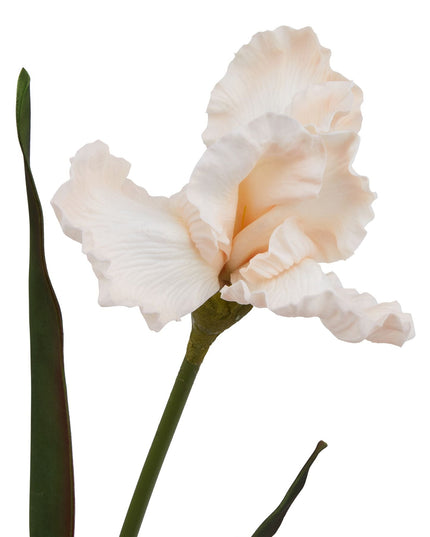 The Natural Garden Collection Pale Apricot Fringed Iris
