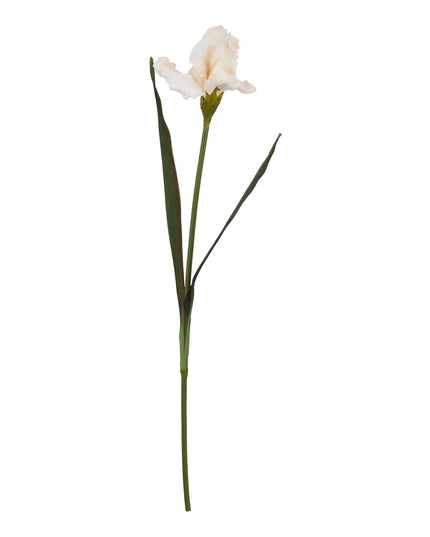 The Natural Garden Collection Pale Apricot Fringed Iris