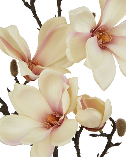 The Natural Garden Collection Pale Apricot Magnolia Stem