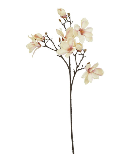 The Natural Garden Collection Pale Apricot Magnolia Stem