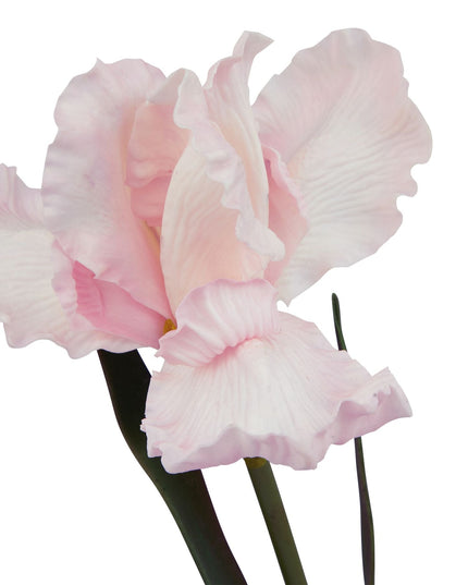 The Natural Garden Collection Pale Pink Fringed Iris