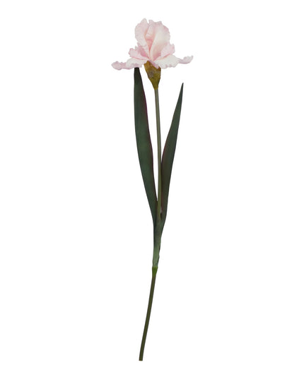 The Natural Garden Collection Pale Pink Fringed Iris