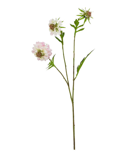 The Natural Garden Collection Pale Pink Scabious Stem