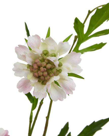 The Natural Garden Collection Pale Pink Scabious Stem