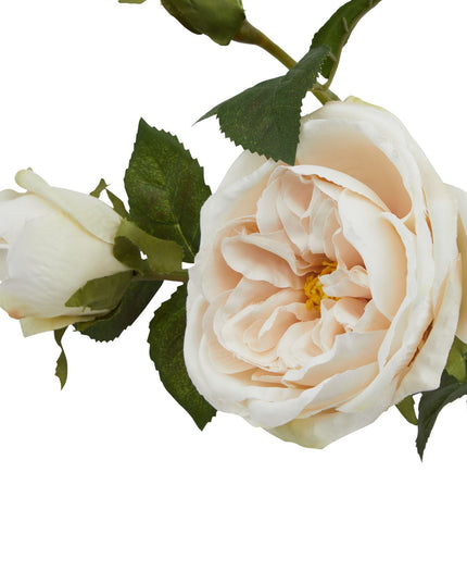 The Natural Garden Collection Palest Blush Charity Rose