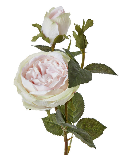 The Natural Garden Collection Pink Charity Rose