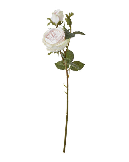 The Natural Garden Collection Pink Charity Rose