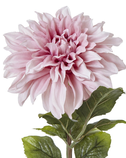 The Natural Garden Collection Pink Dahlia