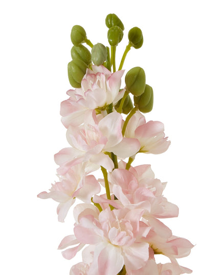 The Natural Garden Collection Pink Elatum Delphinium