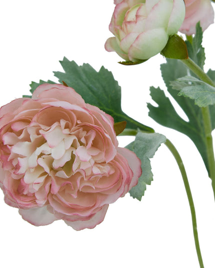 The Natural Garden Collection Pink Ranunculus