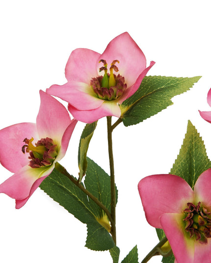 The Natural Garden Collection Pink Varigated Hellibore