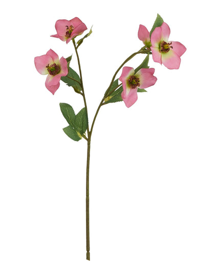 The Natural Garden Collection Pink Varigated Hellibore