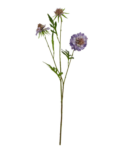 The Natural Garden Collection Purple Scabious Stem