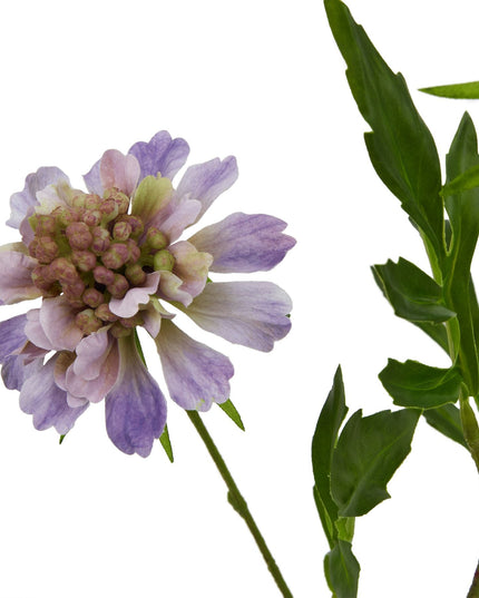 The Natural Garden Collection Purple Scabious Stem