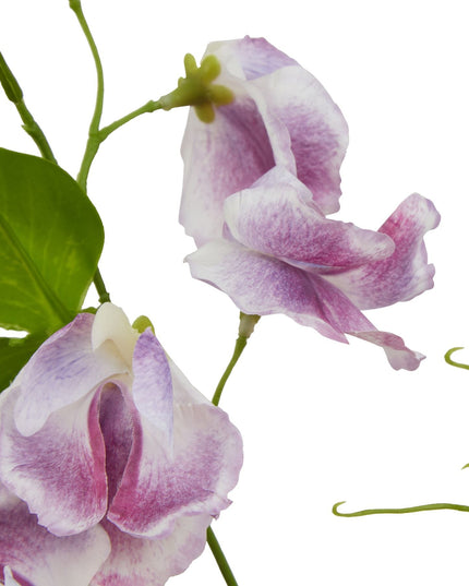 The Natural Garden Collection Purple Sweetpea Stem