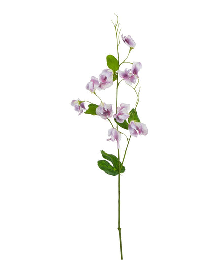 The Natural Garden Collection Purple Sweetpea Stem