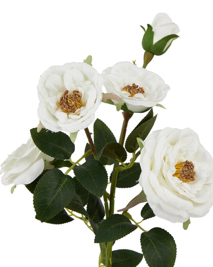 The Natural Garden Collection White Hedge Rose Stem
