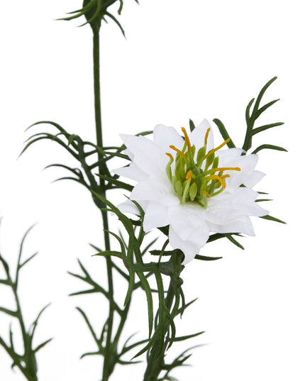The Natural Garden Collection White Nigella Love In A Mist