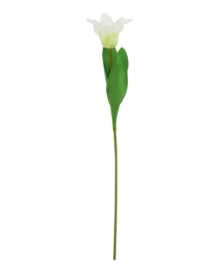 The Natural Garden Collection White Parrot Tulip