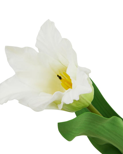 The Natural Garden Collection White Parrot Tulip