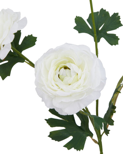 The Natural Garden Collection White Ranunculus
