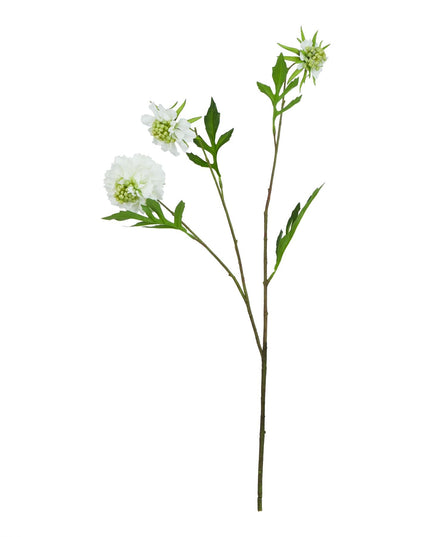 The Natural Garden Collection White Scabious Stem
