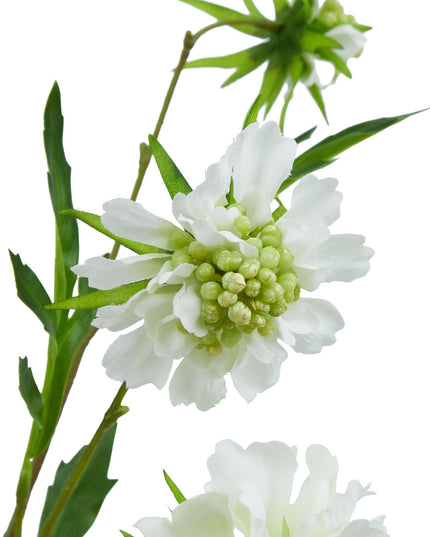 The Natural Garden Collection White Scabious Stem