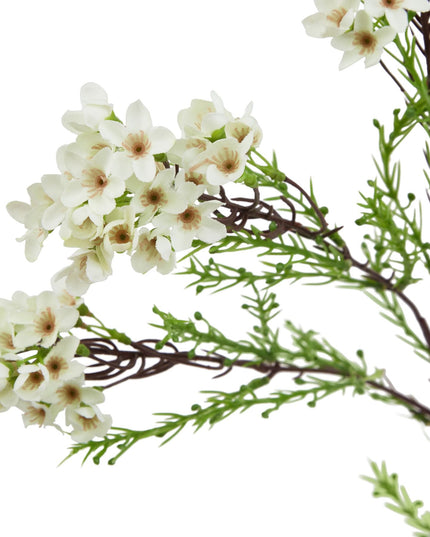The Natural Garden Collection White Waxflower