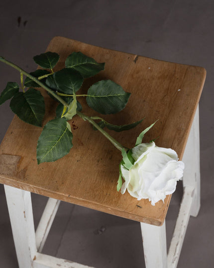 Traditional White Rose
