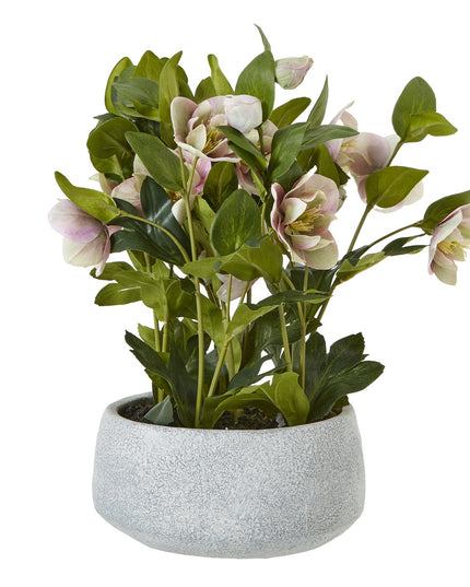 Variegated Pink Hellebore Plant In Grey Pot