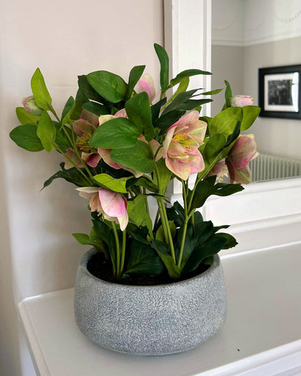 Variegated Pink Hellebore Plant In Grey Pot