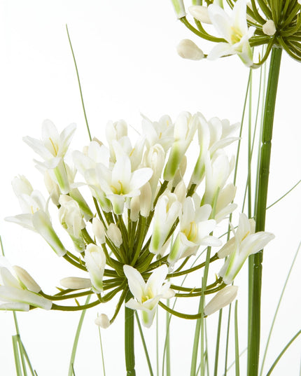 White Agapanthus Plant In Pot