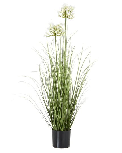 White Agapanthus Plant In Pot
