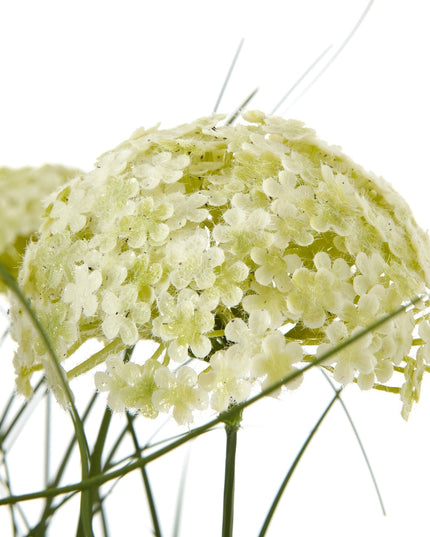 White Allium Plant In Pot