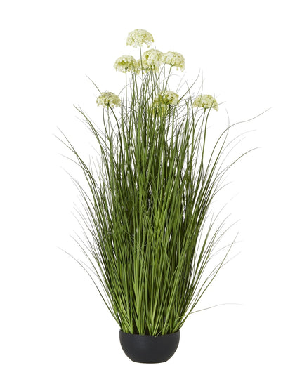 White Allium Plant In Pot