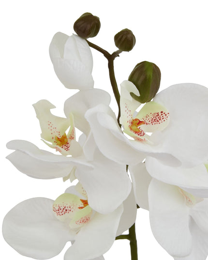 White Butterfly Orchid Stem