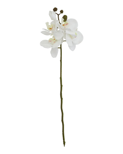 White Butterfly Orchid Stem