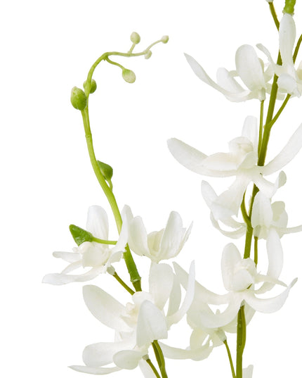 White Cymbidium Spray