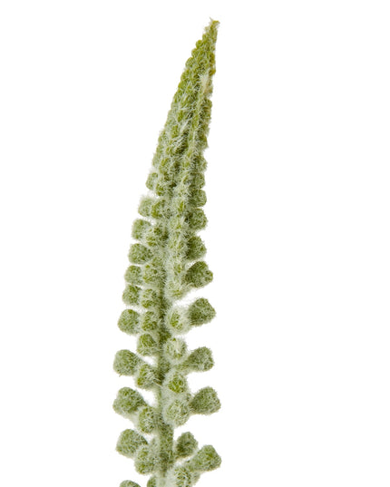 White Eremurus Stem
