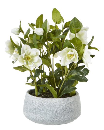White Hellebore Plant In Grey Pot