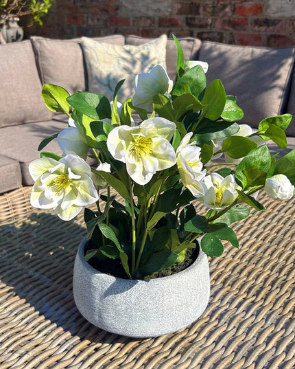 White Hellebore Plant In Grey Pot