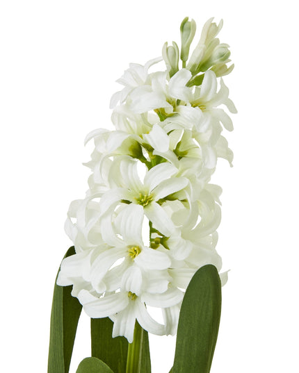 White Hyacinth Stem