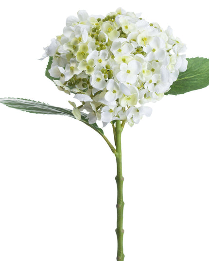 White Lace Cap Hydrangea