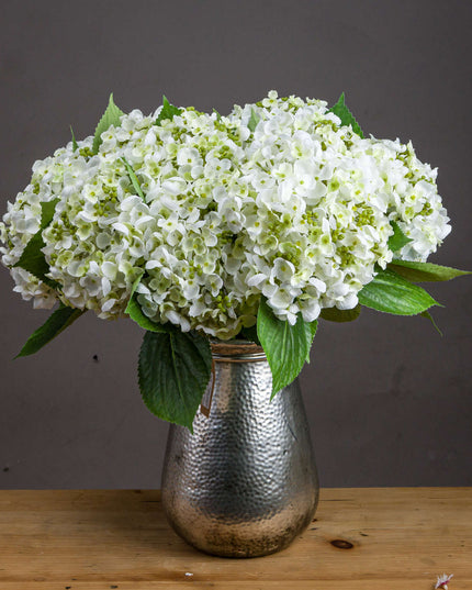 White Lace Cap Hydrangea