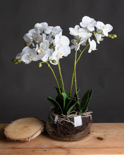 White Orchid In Glass Pot
